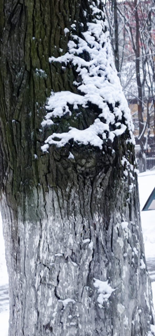 Мне бы Зимушку дождаться... Шутка