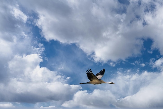 Ослабление уз