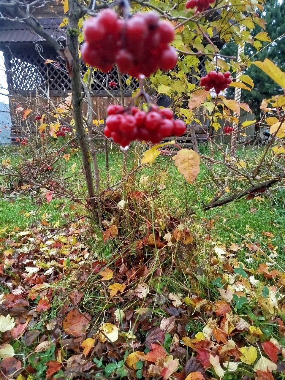 Другая осень