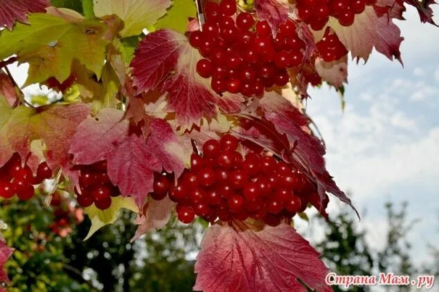 Калина красная...
