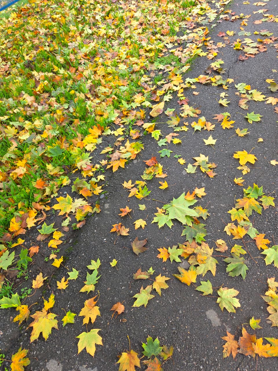 Осенние листья у дороги