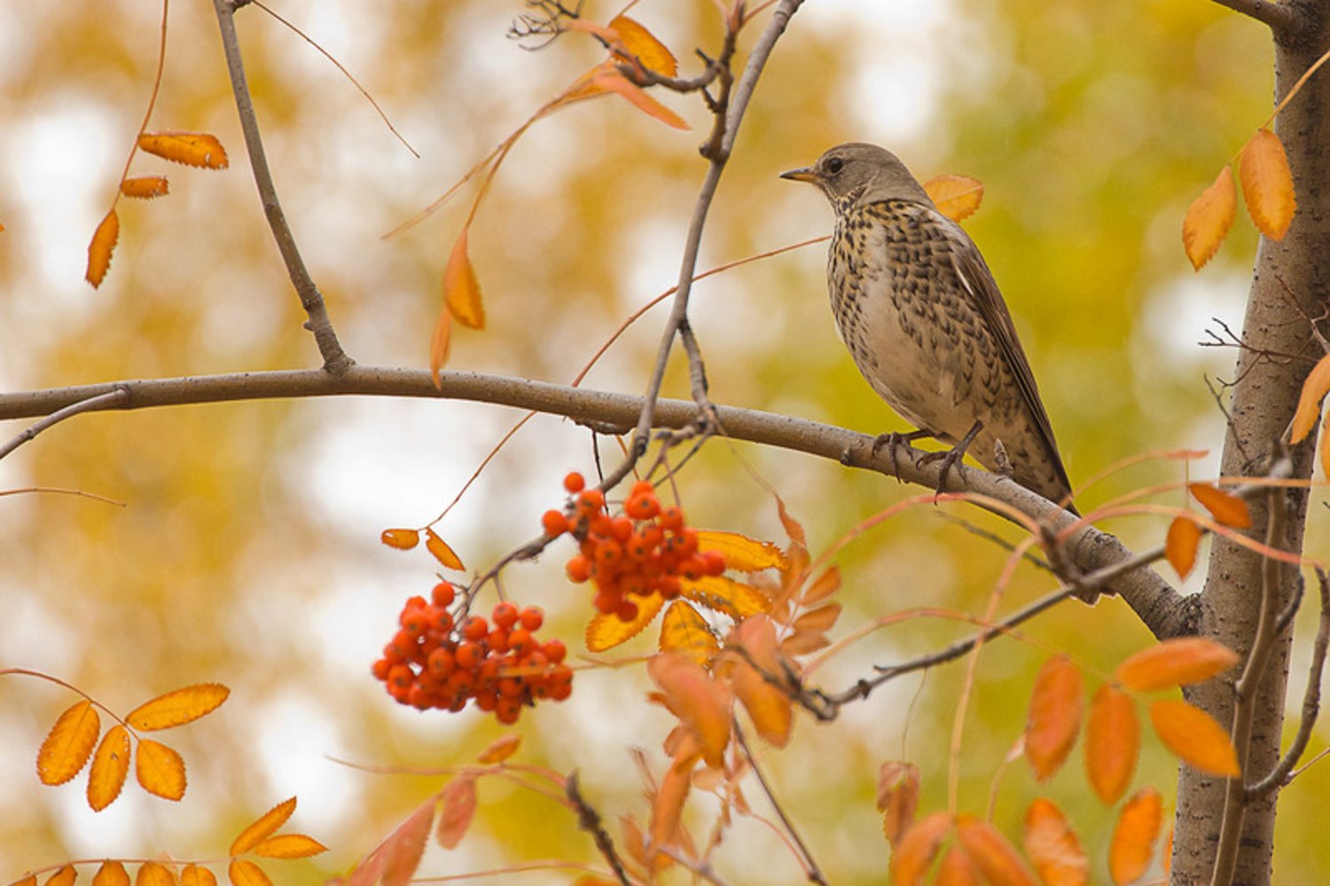 Кукушка знала тайны листопада