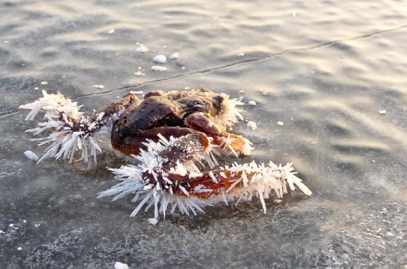 Грядущая зима