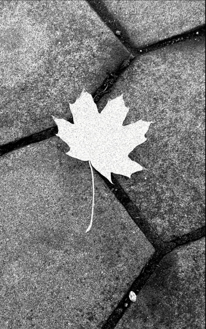 А осень не стучится громко