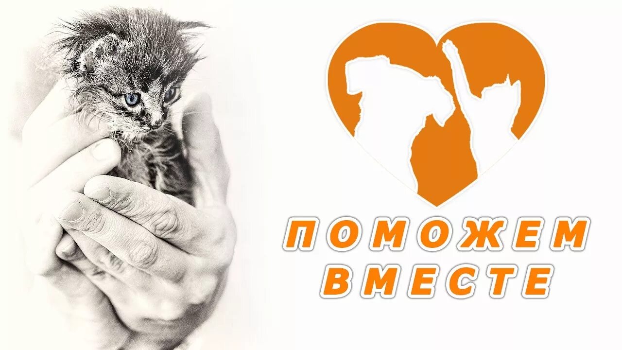 Помощь бездомным животным