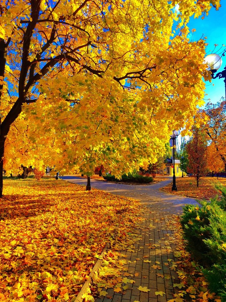 Вновь осень нас побаловала