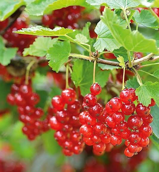 Красная смородина