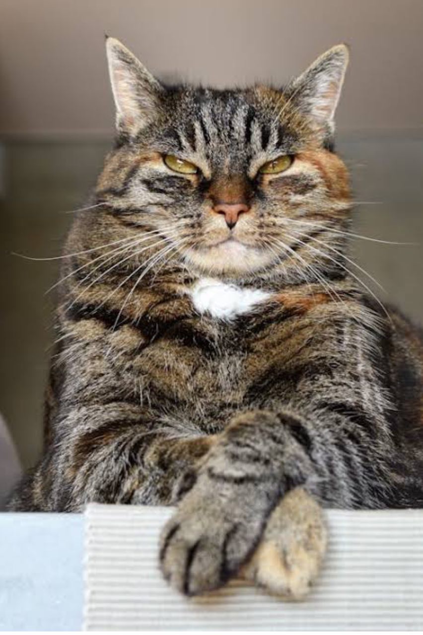 котейкина тема за человеком глаз, да глаз