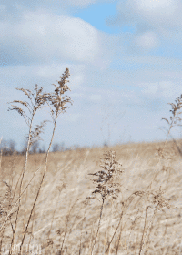 Стихи моей юности