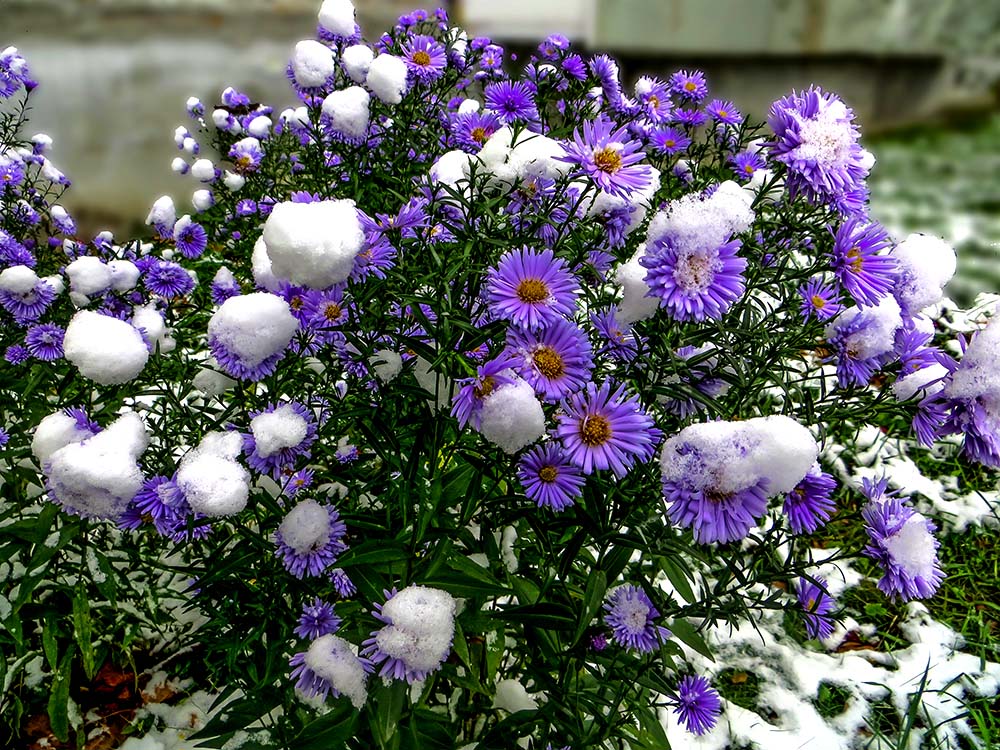 Октябринки