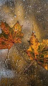 Благодарны осени до дрожи...