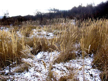 Я зиму русскую люблю!