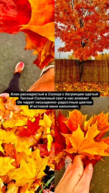 Клен раскидистый, в Солнце с багрянцем одетый