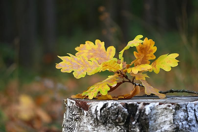 Осенний подарок