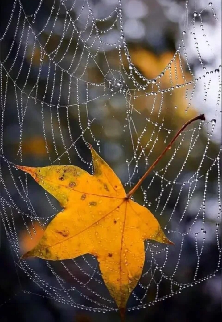 Качает паутинка осеннюю листву