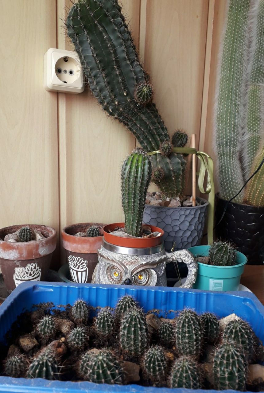 Многодетная семейка