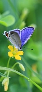 Мотыльковое