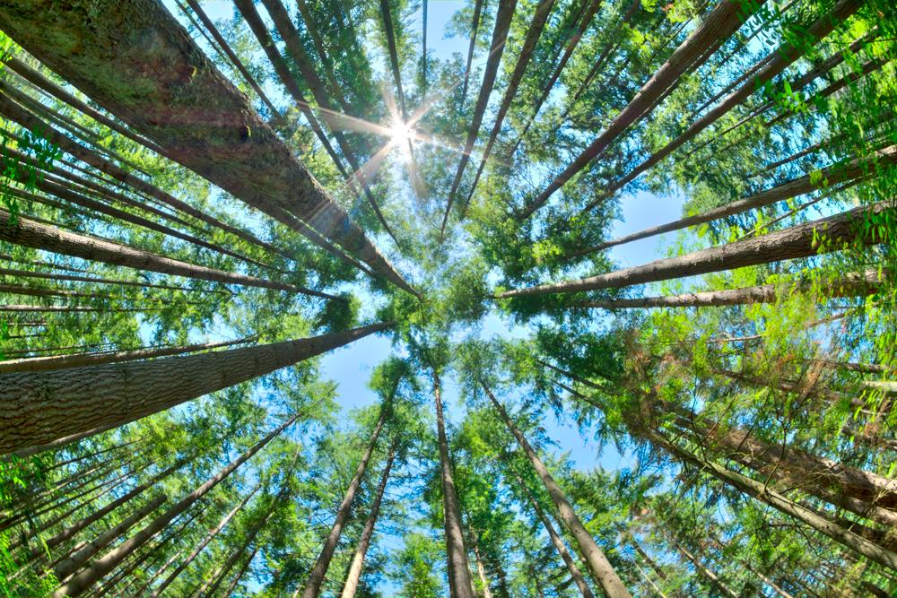 Подними глаза