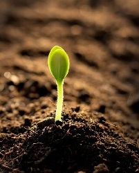 Взойдёт зерно