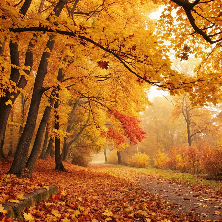 Золотым листом кивают клены...