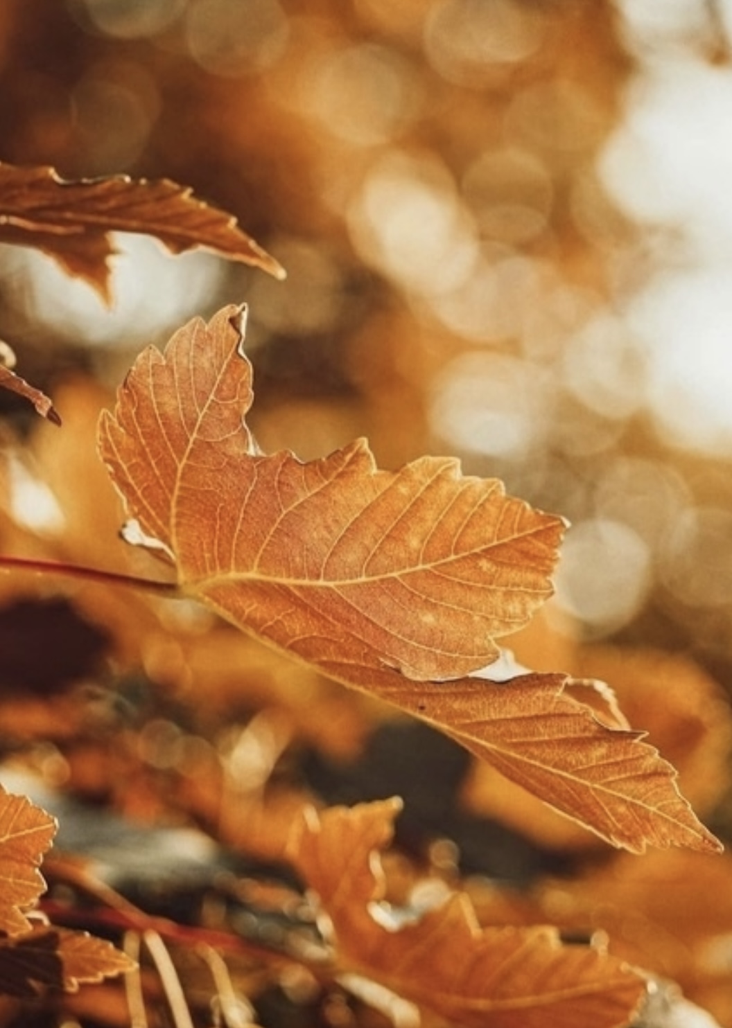 Запах осенних листьев