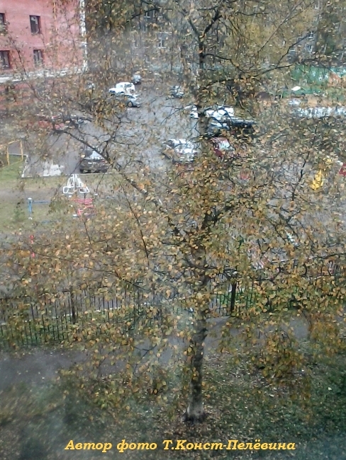 Берёзка на ветру осеннем