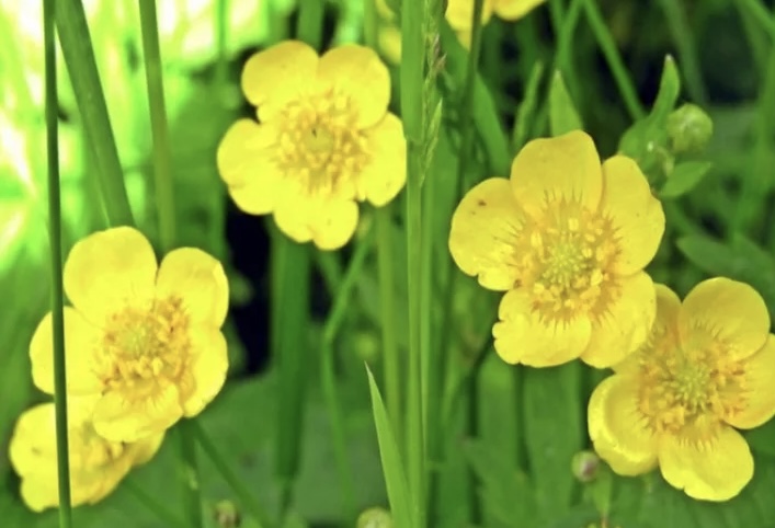 В лести яд может быть