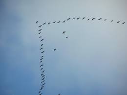 Лишился тайны лес прозрачный