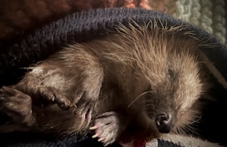 У ежей особенный способ жить