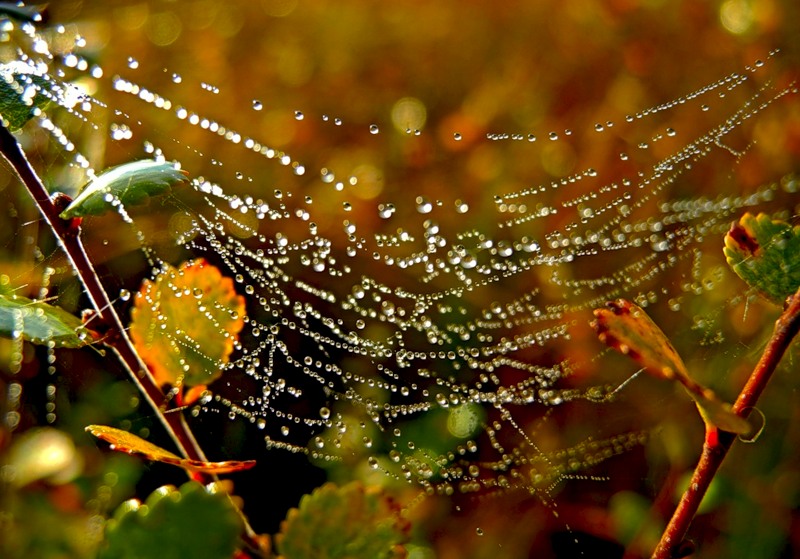 Жёлтый лист