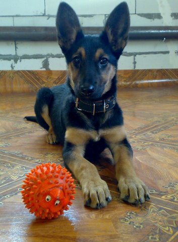 В память о моём мохнатом друге