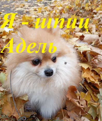 Я - шпиц Адель 20. 10. 2025