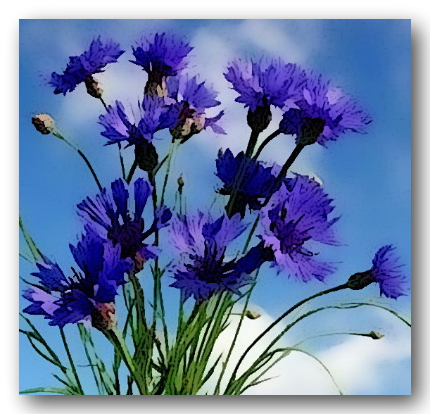 Качает ветер васильки