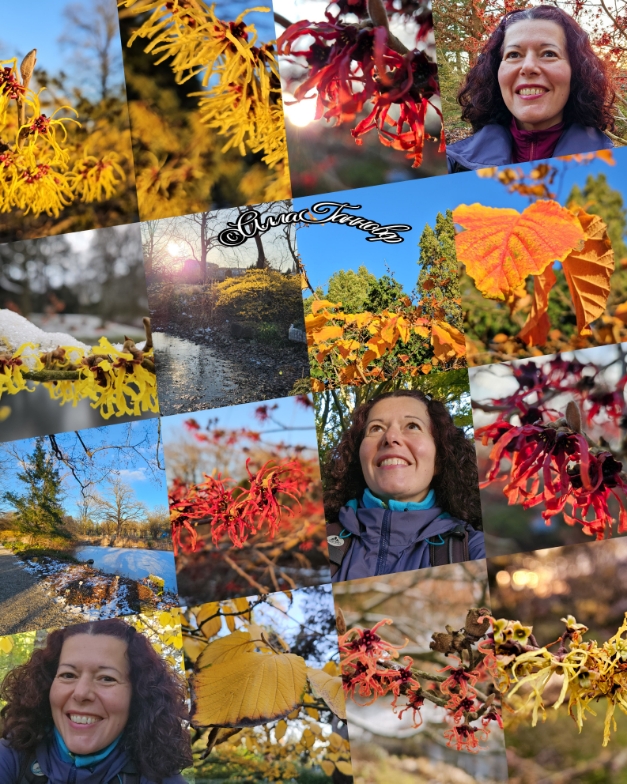 Гамамелис - Ведьмин, или Колдовской орех