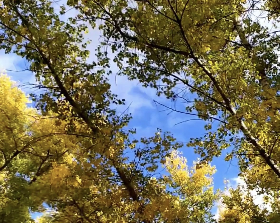 Признание Осени в любви