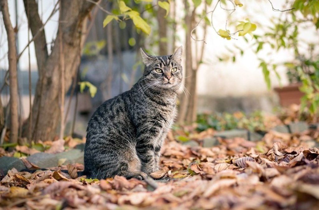 Я поэт. Поэтому я должен...