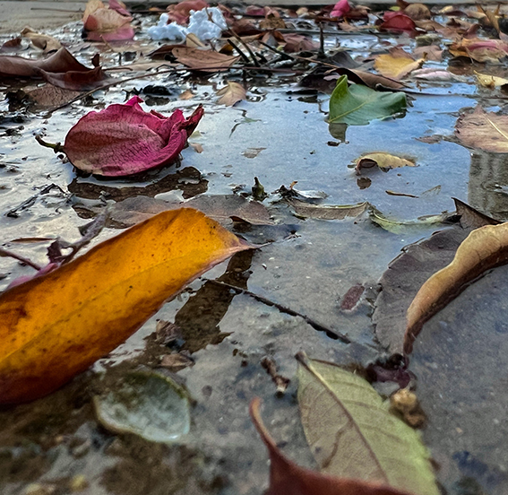 Густым ароматом горькой полыни