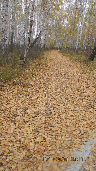 Поющею тропой