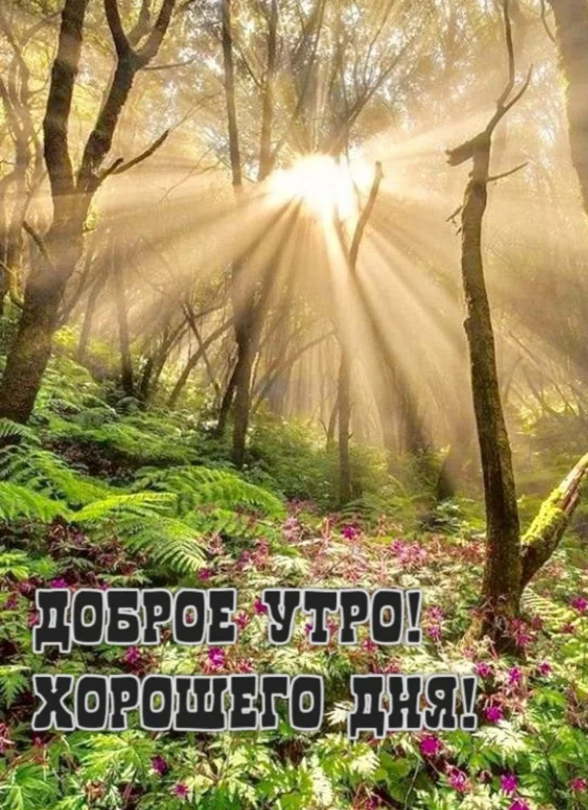 Осенний лес