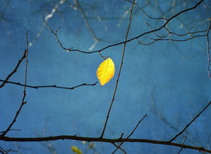 Лист на ветке, словно брошка