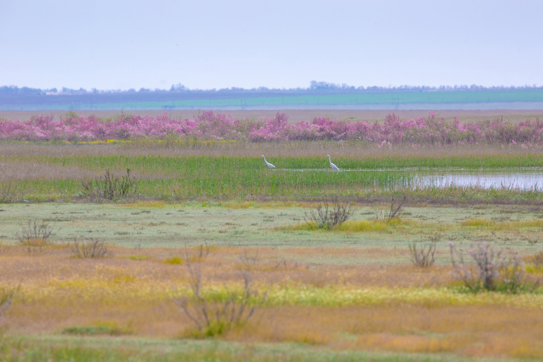 Степной ковыль