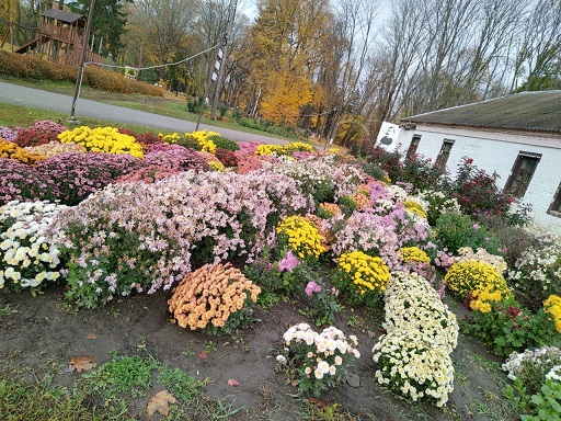 А в Ерлинском парке цветут хризантемы