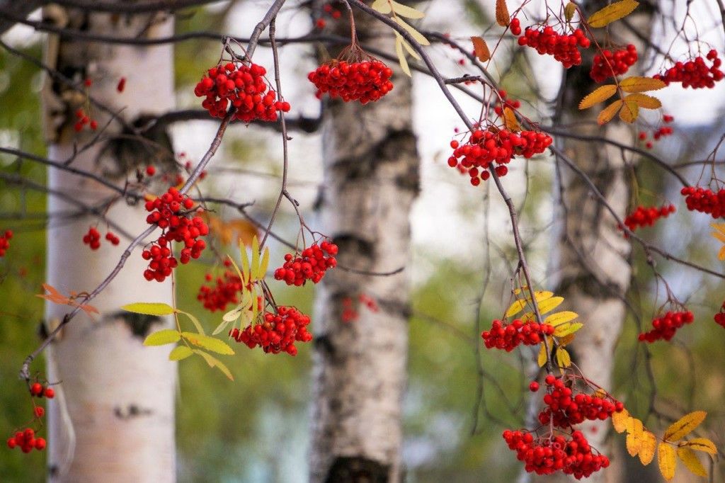 Рябиновая осень песня