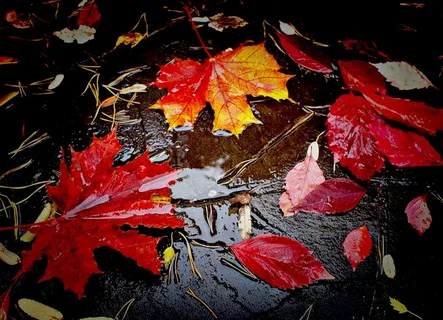 Дождь за окном