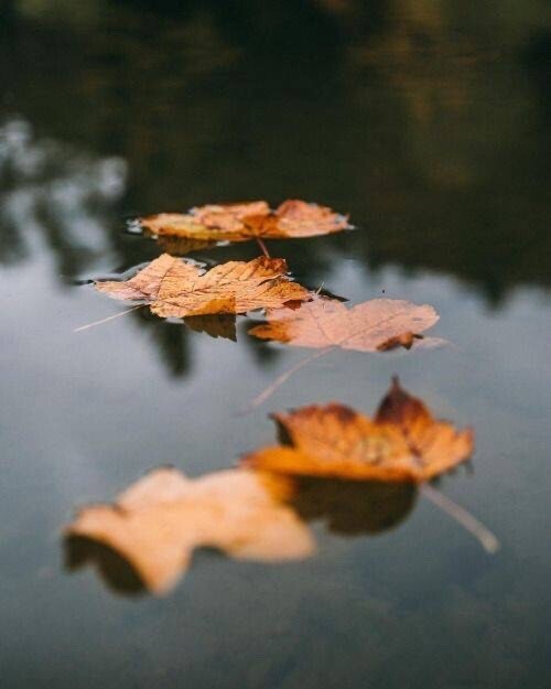 Осень рисует