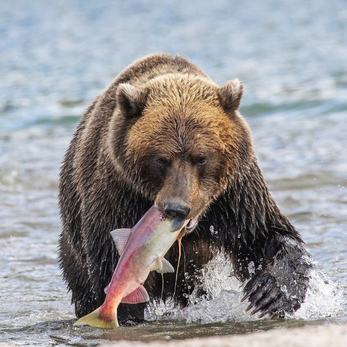 В мире животных