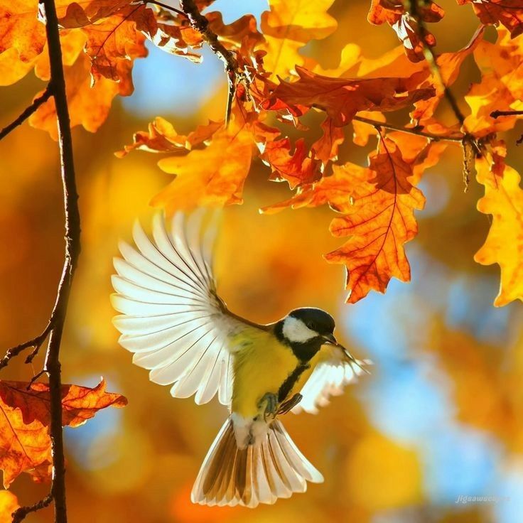 Доброе утро