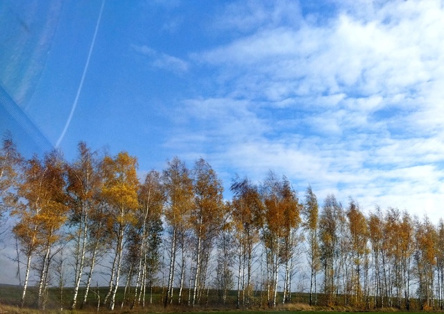 Берёзы осенние