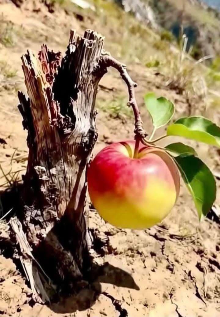 Плодоношение старости