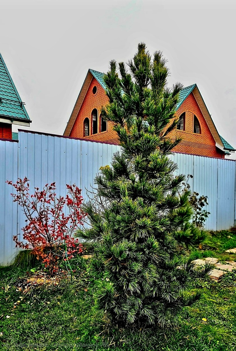 Я видел кедры...